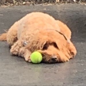 Meet your Posher, Eliza